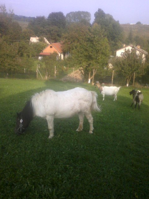 Shetlansky Poni- NIKA.jpg