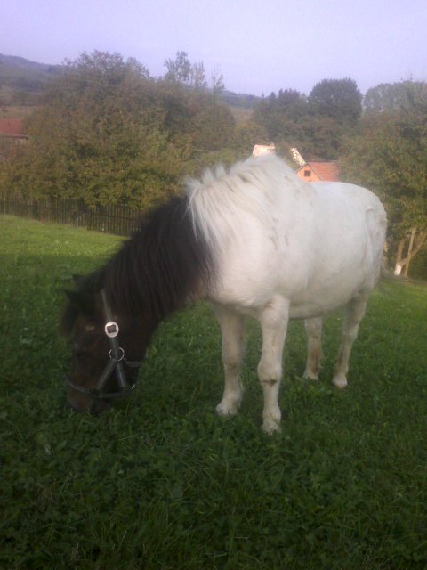 Shetlansky Poni-- NIKA.jpg